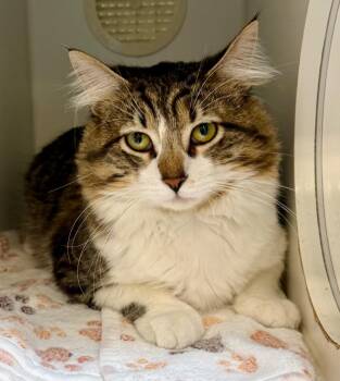 Domestic Medium Hair Cats Available for Adoption in Columbia, Illinois - Quincy | PetCurious