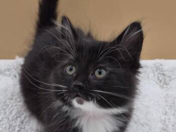 Easy -  Domestic Medium Hair Cat for Adoption in Portland, Oregon - Easy | PetCurious