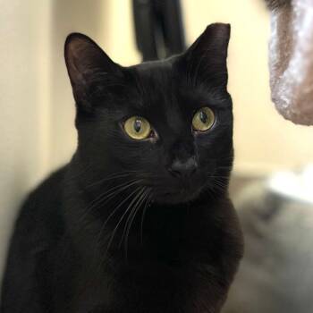 Obsidian -  Domestic Short Hair Cat Available for Adoption in Port Washington, New York - Obsidian | PetCurious