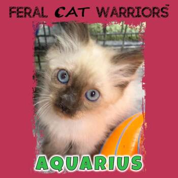 Aquarius -  Siamese Cat for Adoption in Kingman, Arizona - Aquarius | PetCurious