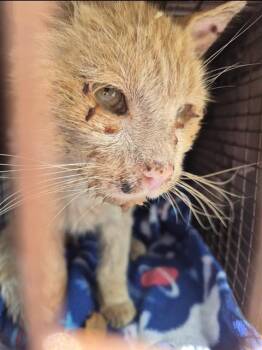 Domestic Short Hair Cats Available for Adoption in San Antonio, Texas - HERBERT | PetCurious