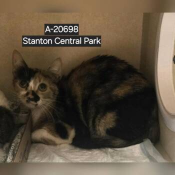 Domestic Short Hair Cats Available for Adoption - WAGS-Stray-20697_2 | PetCurious