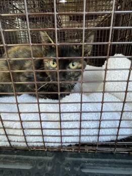 Eleven -  Domestic Short Hair Cat for Adoption in Austin, Texas - Eleven | PetCurious