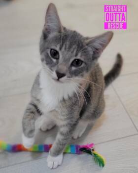 Rescue Domestic Short Hair Cats for Adoption in Vancouver, British Columbia - Rebekah | PetCurious