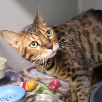 Louie -  Bengal Cat for Adoption in Saint Charles, Missouri - Louie | PetCurious