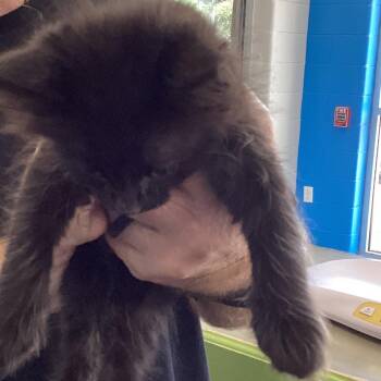 Tootie -  Domestic Medium Hair Cat for Adoption in Montgomery, Alabama - Tootie | PetCurious