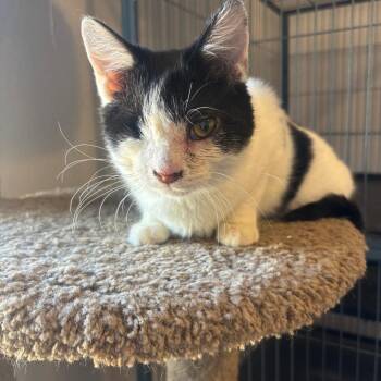 Moo -  Domestic Short Hair Cat for Adoption in Midland, Texas - Moo | PetCurious