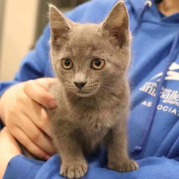 Domestic Short Hair Cats Available for Adoption in Port Washington, New York - Pistachio | PetCurious