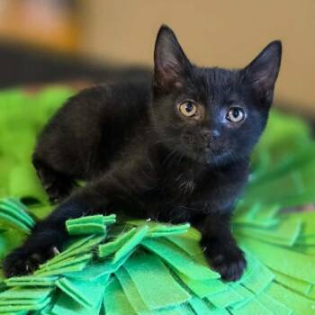 Cherry Pie -  Domestic Short Hair Cat for Adoption in Jacksboro, Tennessee - Cherry Pie | PetCurious