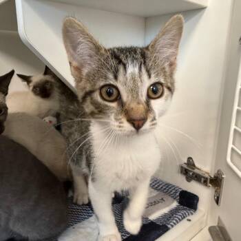 Mickey -  Domestic Short Hair Cat for Adoption in Port Richey, Florida - Mickey | PetCurious