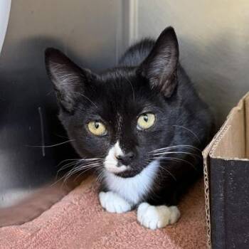 Lilo -  Domestic Short Hair Cat for Adoption in Richmond, Virginia - Lilo | PetCurious