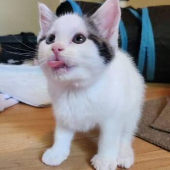 Fava -  Domestic Medium Hair Cat for Adoption in Seven Valleys, Pennsylvania - Fava | PetCurious