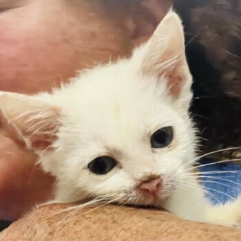 Swiss -  Domestic Short Hair Cat for Adoption in Jacksboro, Tennessee - Swiss | PetCurious