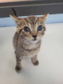 Nf28 -  Domestic Short Hair Cat for Adoption in Lawrenceville, Georgia - Nf28 | PetCurious