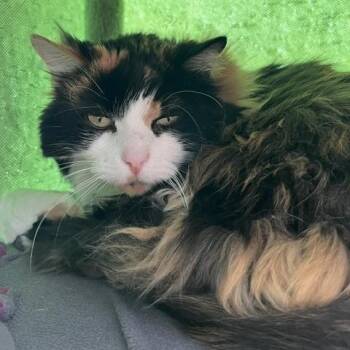 Juniata -  Domestic Long Hair Cat for Adoption in St. Louis, Missouri - Juniata | PetCurious