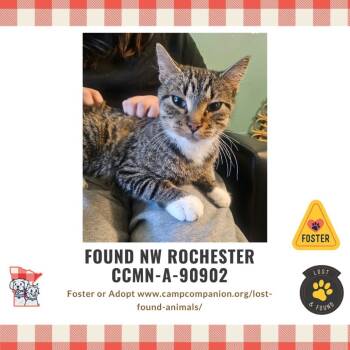 Rescue Domestic Short Hair Cats for Adoption in Rochester, Minnesota - FOUND- NW Rochester | PetCurious