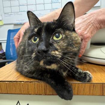 Chachi -  Domestic Short Hair Cat for Adoption in Peoria, Illinois - Chachi | PetCurious