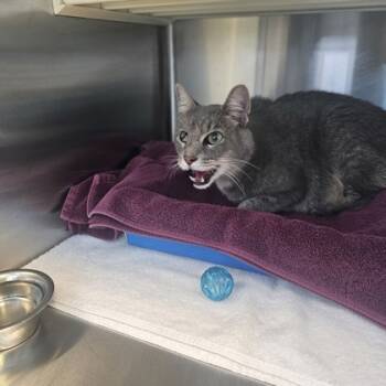 Rescue Domestic Short Hair Cats for Adoption in Kansas City, Missouri - Captain | PetCurious