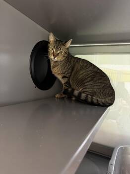 Rescue Domestic Short Hair Cats for Adoption in Peconic, New York - Log | PetCurious