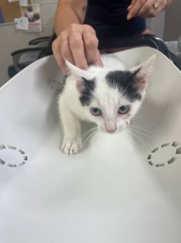 Rescue Domestic Short Hair Cats for Adoption in Murray, Kentucky - Jade | PetCurious