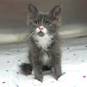 Nancy -  Domestic Long Hair Cat for Adoption in Michigan City, Indiana - Nancy | PetCurious