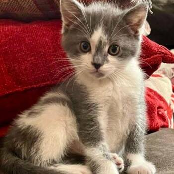 Latte- Best friends with Matcha and Mocha -  Domestic Short Hair Cat for Adoption in West Jefferson, Ohio - Latte- Best Friends With Matcha And Mocha | PetCurious