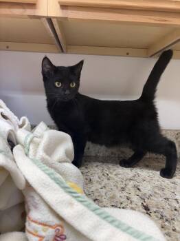 Finn -  Domestic Short Hair Cat for Adoption in Salmon, Idaho - Finn | PetCurious