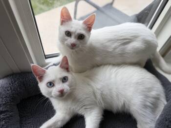 Coconut & Kiwi -  Domestic Short Hair Cat for Adoption in Cambridge, Ontario - Coconut & Kiwi | PetCurious