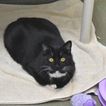 Gigi -  Domestic Short Hair Cat for Adoption in Harrisonburg, Virginia - Gigi | PetCurious