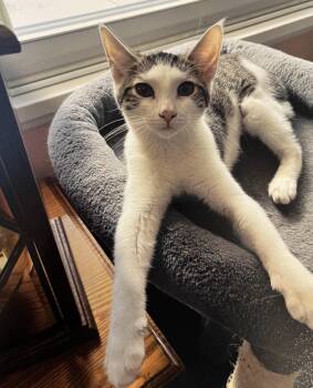 Rescue Tabby and Domestic Short Hair Cats for Adoption in Harrisburg, Pennsylvania - Ms. Kitty | PetCurious