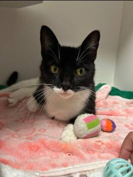 Rescue Domestic Short Hair Cats for Adoption in Ottawa Hills, Ohio - Ellie | PetCurious