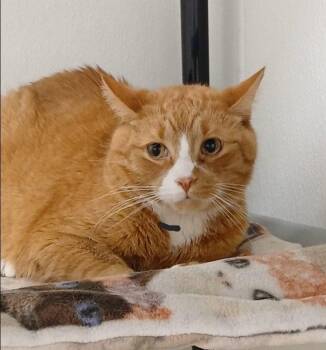 Garfield -  Tabby and Domestic Short Hair Cat for Adoption in Bay City, Michigan - Garfield | PetCurious