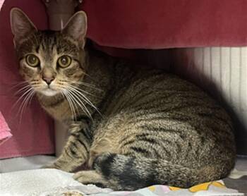 WONDERLAND -  Domestic Short Hair Cat for Adoption in Derwood, Maryland - WONDERLAND | PetCurious