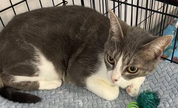 Kanga -  Domestic Short Hair Cat for Adoption in Kalama, Washington - Kanga | PetCurious