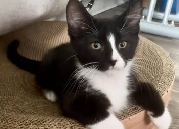 Bert (A141017) -  Tuxedo Cat for Adoption in Burbank, California - Bert (A141017) | PetCurious