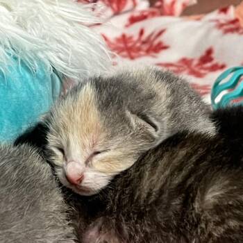 Domestic Short Hair Cats Available for Adoption - Sage | PetCurious