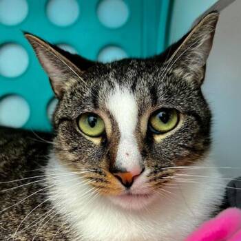 Domestic Short Hair Cats Available for Adoption - Topaz | PetCurious