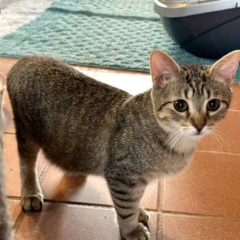 Rescue Domestic Short Hair Cats for Adoption in Nashville, Tennessee - Julius | PetCurious