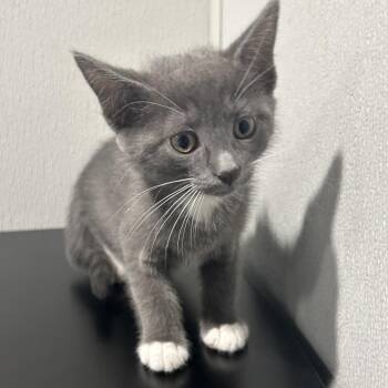 Domestic Short Hair Cats Available for Adoption in Tampa, Florida - Eclair | PetCurious