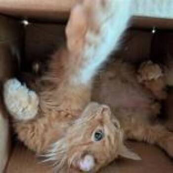 Domestic Short Hair Cats Available for Adoption in Hilliard, Ohio - Garfield | PetCurious