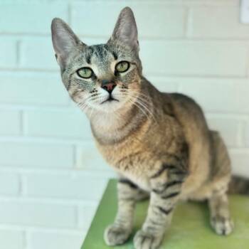 Miss Nala -  Domestic Short Hair Cat for Adoption in Brownsboro, Alabama - Miss Nala | PetCurious