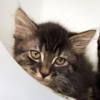Julie Magnolia -  Domestic Short Hair Cat for Adoption in Seattle, Washington - Julie Magnolia | PetCurious