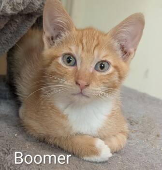 Boomer -  Domestic Short Hair Cat for Adoption in Jacksonville, Florida - Boomer | PetCurious