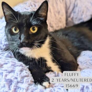Fluffy -  Domestic Short Hair Cat for Adoption - Fluffy | PetCurious