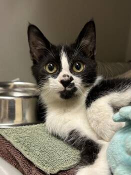 Never Shout Never -  Domestic Short Hair Cat for Adoption in Richmond, Virginia - Never Shout Never | PetCurious