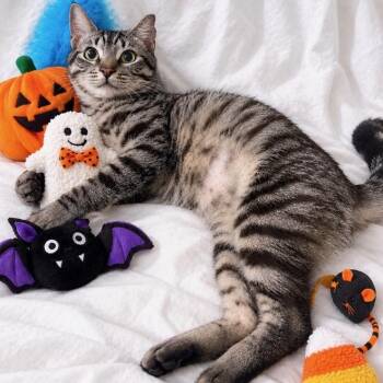 Zeus -  Domestic Short Hair Cat for Adoption in Boca Raton, Florida - Zeus | PetCurious