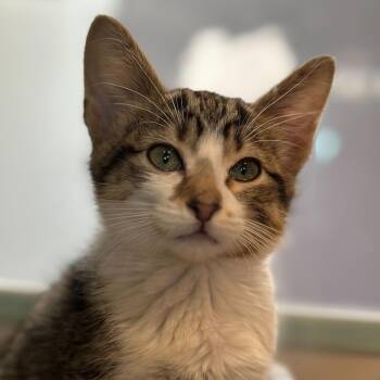 Zenith -  Domestic Short Hair Cat for Adoption in Matteson, Illinois - Zenith | PetCurious