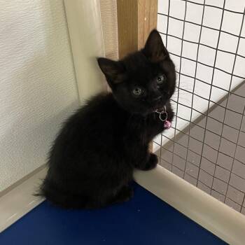 Boo -  Domestic Short Hair Cat for Adoption in Madison, Wisconsin - Boo | PetCurious