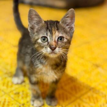 Pretzel -  Domestic Short Hair Cat for Adoption in Dysart, Iowa - Pretzel | PetCurious
