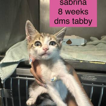 Sabrina -  Domestic Short Hair Cat for Adoption in Tampa, Florida - Sabrina | PetCurious
